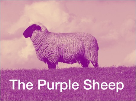 purples sheep